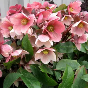 1 x Helleborus Pink Marble Christmas Rose Plant in 9cm Pot - Autumn Winter Flowering