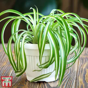 Houseplant Chlorophytum (Spider Plant) Comosum Variegatum (Height 32cm) 12cm Pot x 1 & Incredifeed