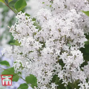 Syringa (Lilac) meyeri Flowerfesta White 9cm Potted Plant x 1