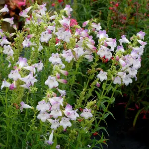 Penstemon Harlequin Lilac Garden Plant - Lilac Blooms, Compact Size (20-30cm Height Including Pot)