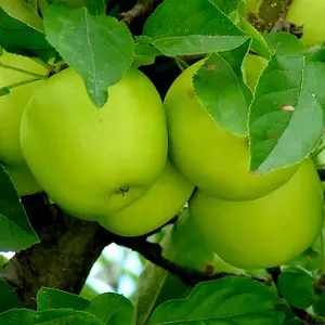 Dwarf Patio Granny Smith Apple Tree, Ready to fruit,Self-Fertile,Green With Sharp Taste 3FATPIGS