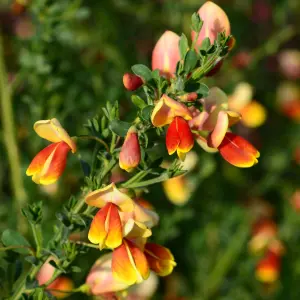 Cytisus Fulgens, Common Broom Plant for UK Gardens (15-25cm Height Including Pot)