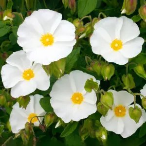 Cistus Corbariensis - Evergreen, White Flowers, Compact Size (20-30cm Height Including Pot)