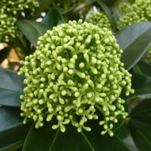 Skimmia White Globe Garden Plant - Compact Size, Evergreen (30-40cm Height Including Pot)