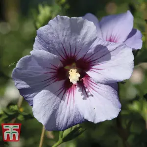 Hibiscus Syriacus Marina (O. bleu) 3.6 Litre Potted Plant x 1