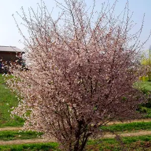 Prunus Autumnalis Tree - White-Light Pink Flowers, Colourful Autumn Foliage, Ornamental (5-6ft)