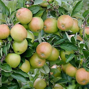 Mini Orchard Fruit Tree Collection, 3 Bare Root Compact Fruit Trees, Apple, Pear & Plum