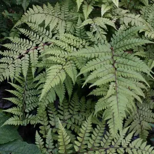 Eared Lady Fern Okanum Athyrium Otophorum Outdoor Ferns Jungle Plant 2L Pot