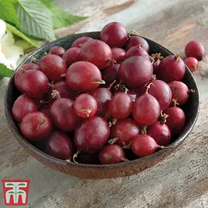 Gooseberry (Ribes uva-crispa) Giggles Red 9cm Potted Plantted Plant x 1