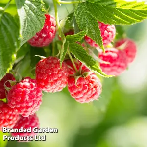 Raspberry (Rubus) Twotimer Sugano 9cm Potted Plant x 1