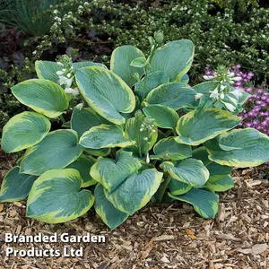 Hosta Giant Leaf Mixed Collection -  6 bare root plants