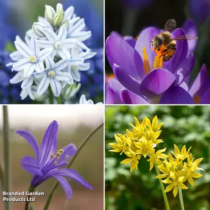 Spring Flowering Mixed Bulbs Saver Collection 200 Bulbs