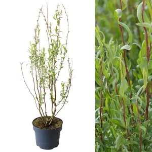 Salix babylonica 'Tortuosa' in 3 Litre Pot - Dragon's Claw Willow - 85-100cm in Height