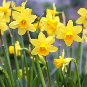 25 x Daffodil Tete a Tete Spring Bulbs - Yellow Dwarf Narcissus Flowering Perennials - Grow in Beds, Borders & Patio Pots