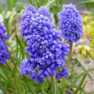 10 x Muscari armeniacum Grape Hyacinth Spring Bulbs - Blue Outdoor Flowering Perennials - Grow in Beds, Borders & Patio Pots