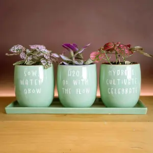 Set of 3 Green Slogan Ceramic Planters with Tray