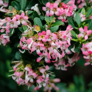 Escallonia Show Stopper Garden Shrub - Pink Flowers, Compact Size, Attracts Pollinators (20-30cm Height Including Pot)