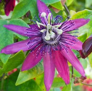 Passiflora Beervelde Garden Plant - Exotic Blooms, Compact Size (20-30cm Height Including Pot)