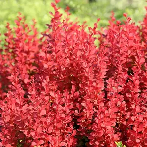 Orange Rocket Barberry Outdoor Shrub Plant Berberis Thunbergii 2L Pot