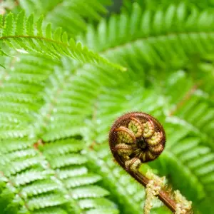 Tree Fern Plant - 40-50cm In Height - Dicksonia Antarctica In a 17cm pot