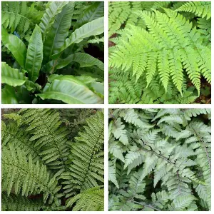 4 x Fern Plant Mix in 9cm Pots - Ready to Plant Outdoor Ferns - Mixed Varieties