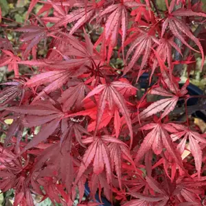 Acer Shaina - Dwarf Japanese Maple, Outdoor Plant, Ideal for Gardens, Compact Size (80-100cm Height Including Pot)