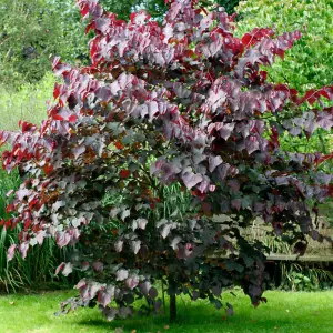 Cercis Forest Pansy Tree - Heart-Shaped Red and Green Foliage, Pink Flowers, Compact Size (5-6ft)