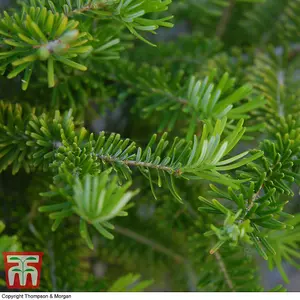 Abies Korean Fir Tree - 2 Bare Root Plants