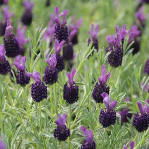 Lavender Stoechas Night Of Passion 2 Litre Potted Plant x 1