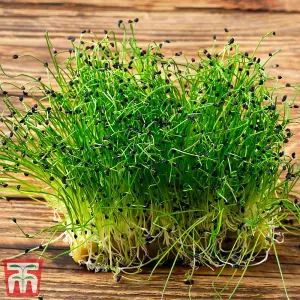 Microgreens Chives Garlic 1 Seed Packet (200 Seeds)