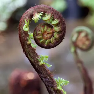 Dicksonia Antartica Tree Fern  Large Soft Outdoor Garden Tree  Rare Large Garden Plants  180cm Tall (6ft)