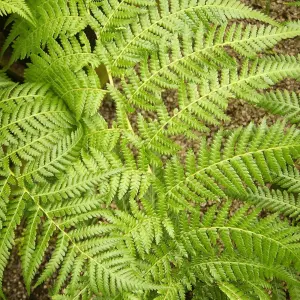 Tree Fern Plant - 40-50cm In Height - Dicksonia Antarctica In a 17cm pot