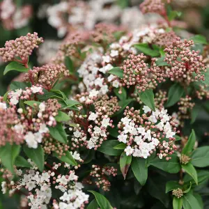 Laurustinus Outdoor Shrub Plant Viburnum Tinus 2L Pot