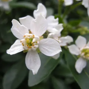 Choisya Ternata in 9cm Pot - Mexican Orange Blossom - Aromatic Evergreen Shrub