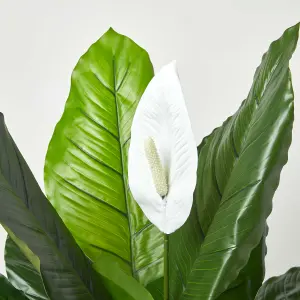 Homescapes White Peace Lily in Pot, 90 cm Tall