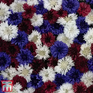 Cornflower Red White & Blue - 1 Seed Packet (125 Seeds)