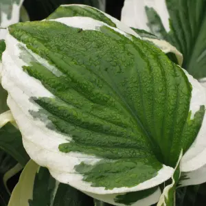 Hosta Patriot (10-20cm Height Including Pot) Garden Plant - Compact Perennial, Variegated Foliage