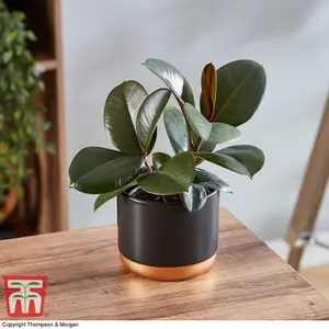 Ficus elastica Robusta - Indian Rubber Houseplant x 1 (12cm Pot)