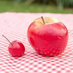 1 x Mini Apple Tree 'Malus Appletini' - in 13cm Pot, Apples Trees for Small Gardens, Grow Your Own Fruit, Garden Ready