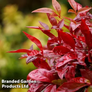 Nandina Blush Pink 9cm Potted Plant x 2