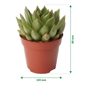 Verve Succulent in Plastic Grow pot 12cm