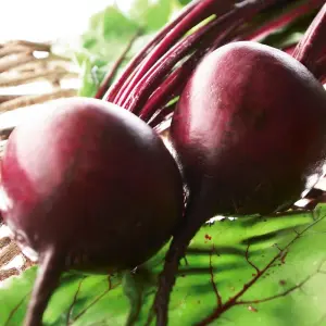 Beetroot Boltardy 3 Seed Packets