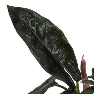 Verve Alocasia frydek in Black Plastic Grow pot 14cm