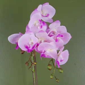 Orchid Arrangement in Pot