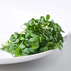 Microgreens Broccoli Green 1 Seed Packet