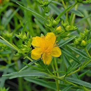 Hypericum Kalmianum Sunny Boulevard 3 Litre Potted Plant x 1