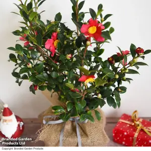 Houseplant Gift Camellia Yuletide 15cm Pot x 2