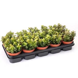 Crassula Minor Succulent - Compact, Easy-Care Plant for Indoor Gardens, Thrives in Bright Light (12cm)