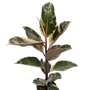 House Plant - Rubber Tree - Tineke - 12 cm Pot size - 30-40 cm Tall - Ficus Elastica - Indoor Plant