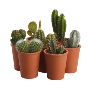 Verve Cactus in Terracotta Decorative pot 5.5cm